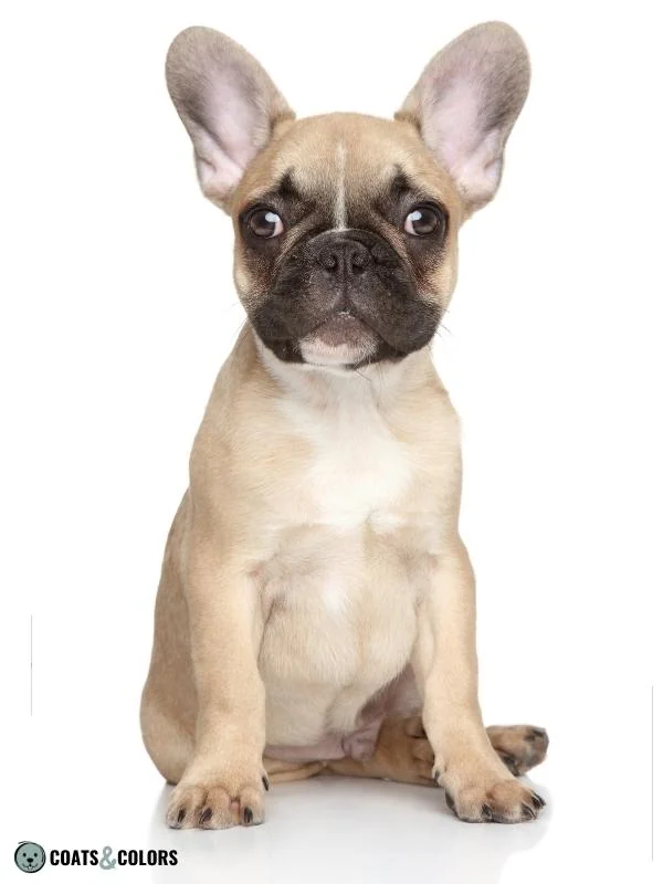 Phaeomelanin Intensity fawn Frenchie
