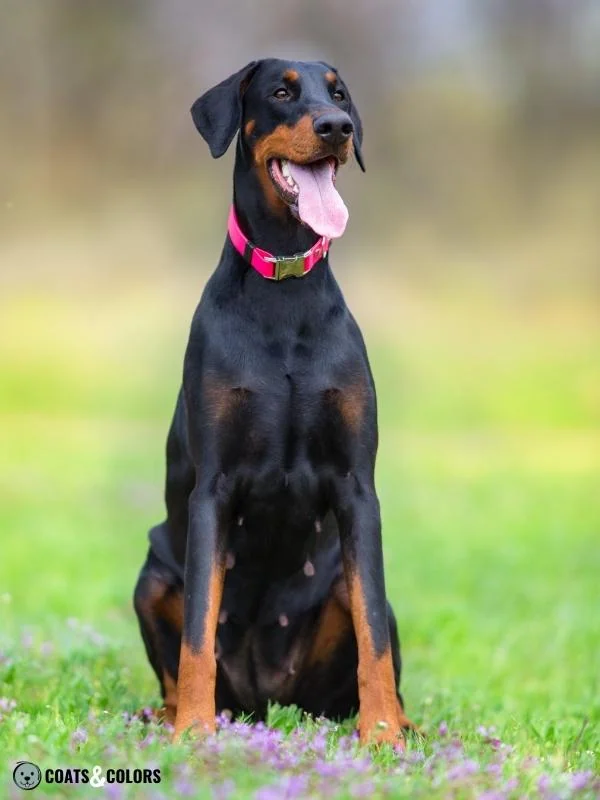 Phaeomelanin Intensity rust on Doberman