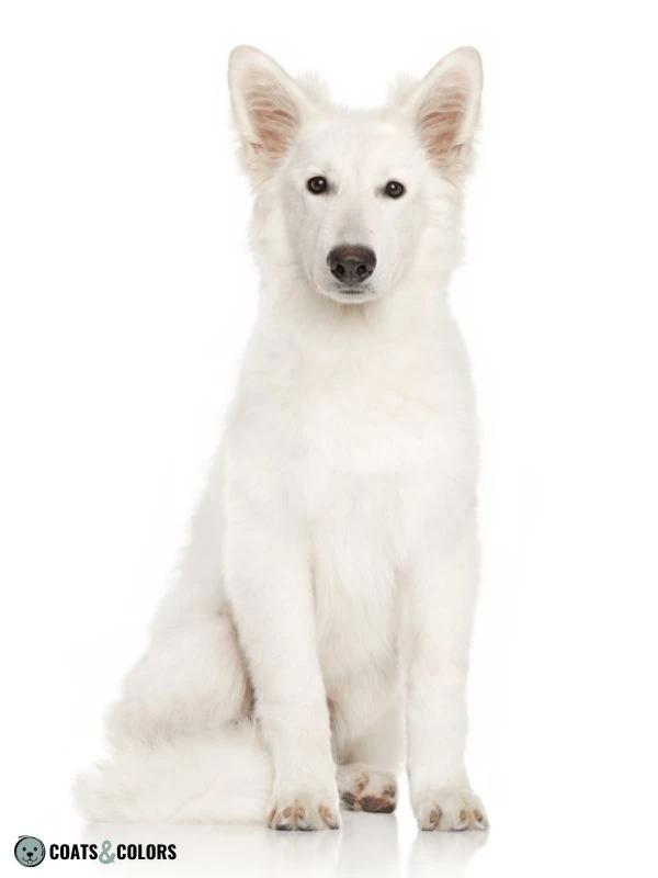 Phaeomelanin Intensity white Berger Blanc Suisse