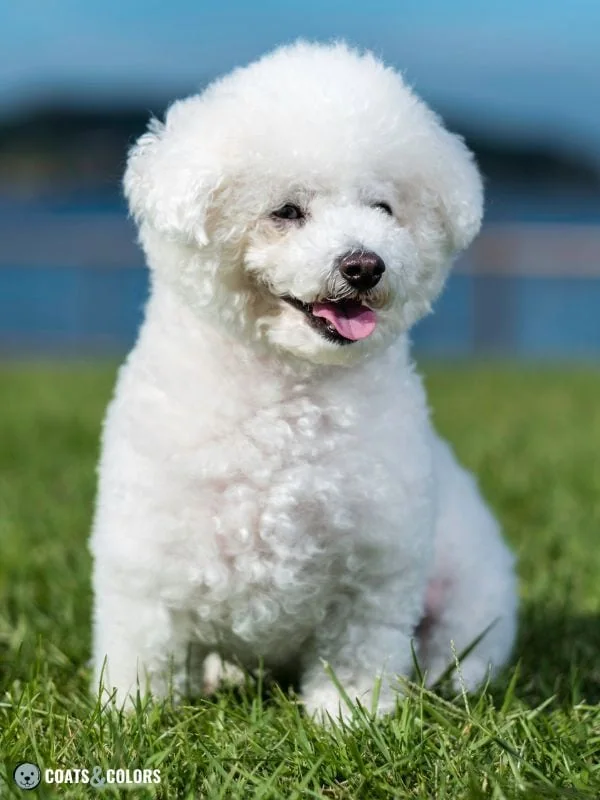 Phaeomelanin Intensity white Bichon
