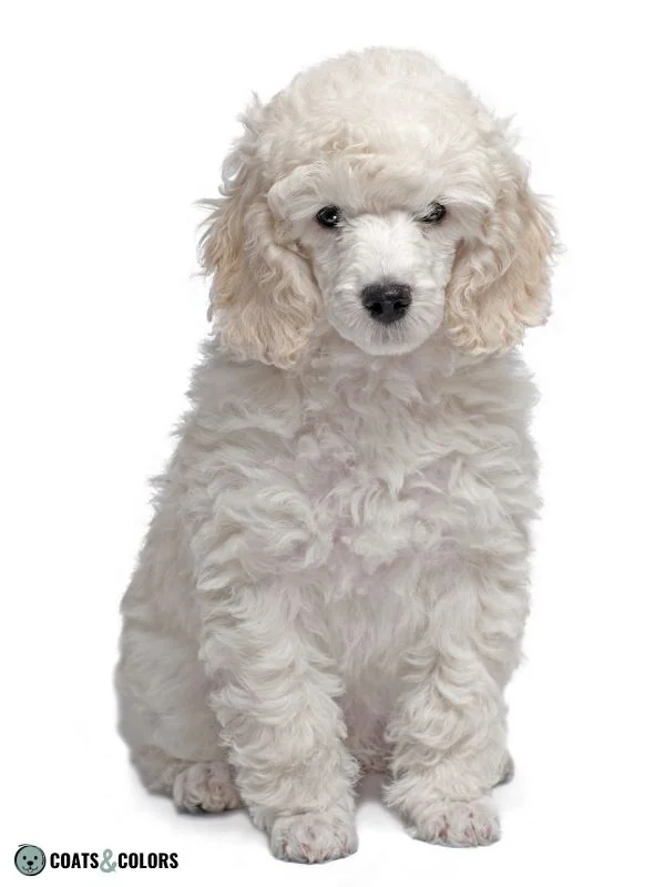 Phaeomelanin Intensity white Poodle