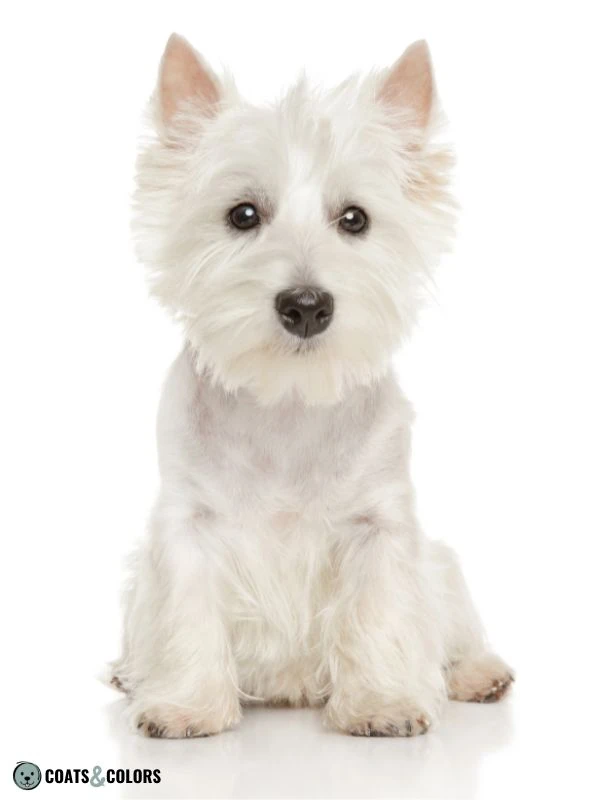 Phaeomelanin Intensity white Westie