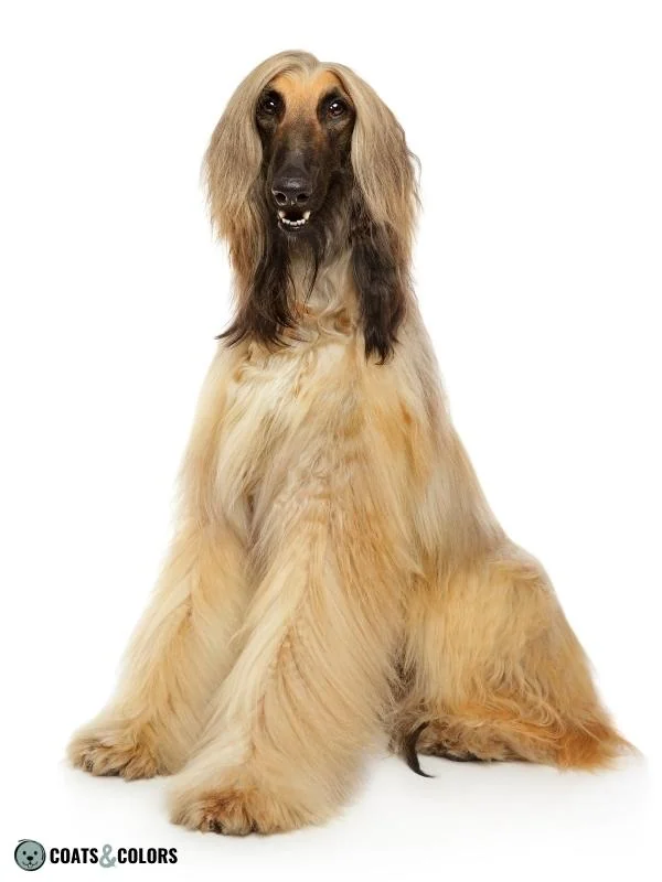 Phaeomelanin Intensity yellow Afghan Hound