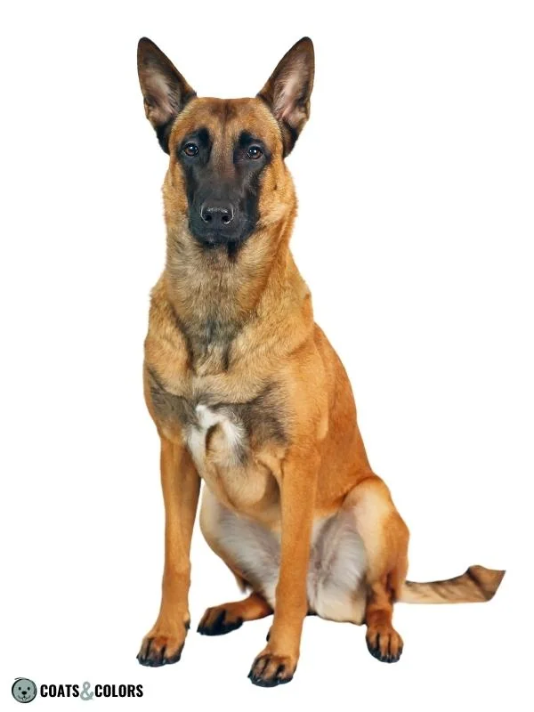 Phaeomelanin Intensity yellow Malinois