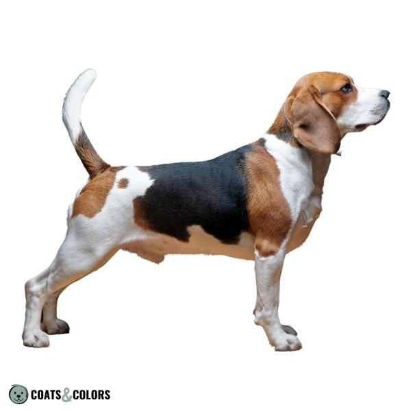 Piebald White Spotting Beagle