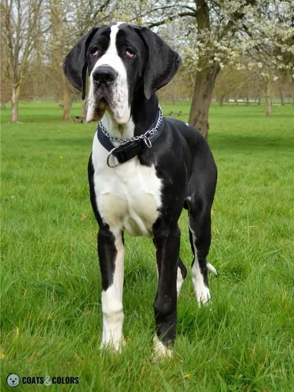 Piebald White Spotting Flashy Great Dane