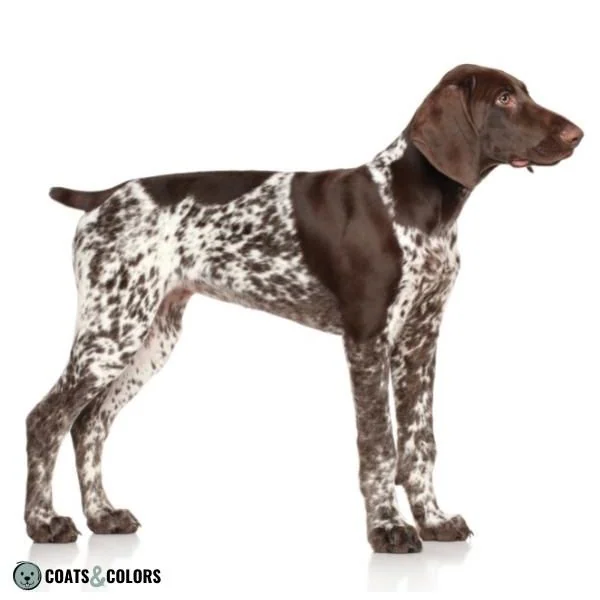 Piebald White Spotting German Shorthaired Pointer