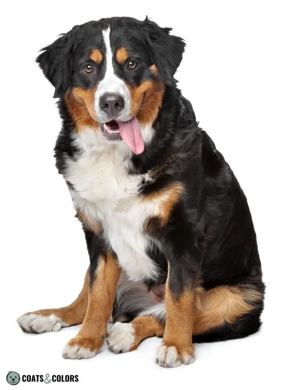 Piebald White Spotting Irish Spotting Bernese Mountain Dog