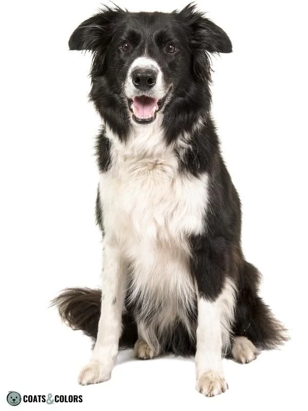 Piebald White Spotting Irish Spotting Border Collie