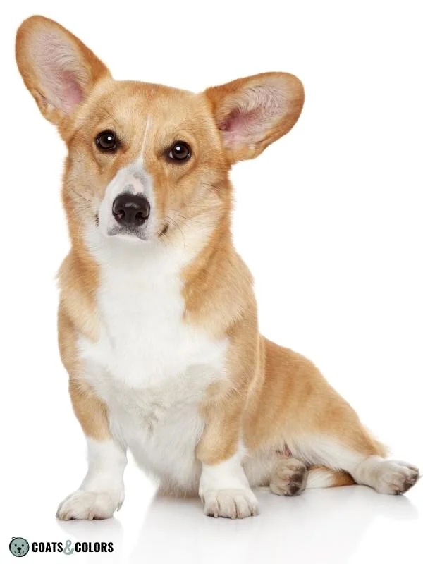 Piebald White Spotting Irish Spotting Corgi