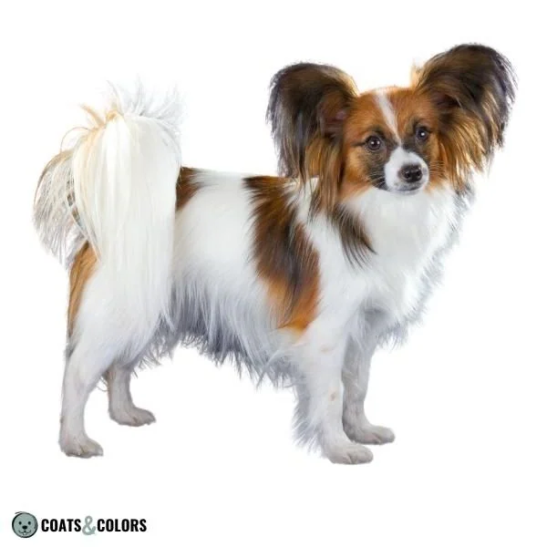 Piebald White Spotting Papillon
