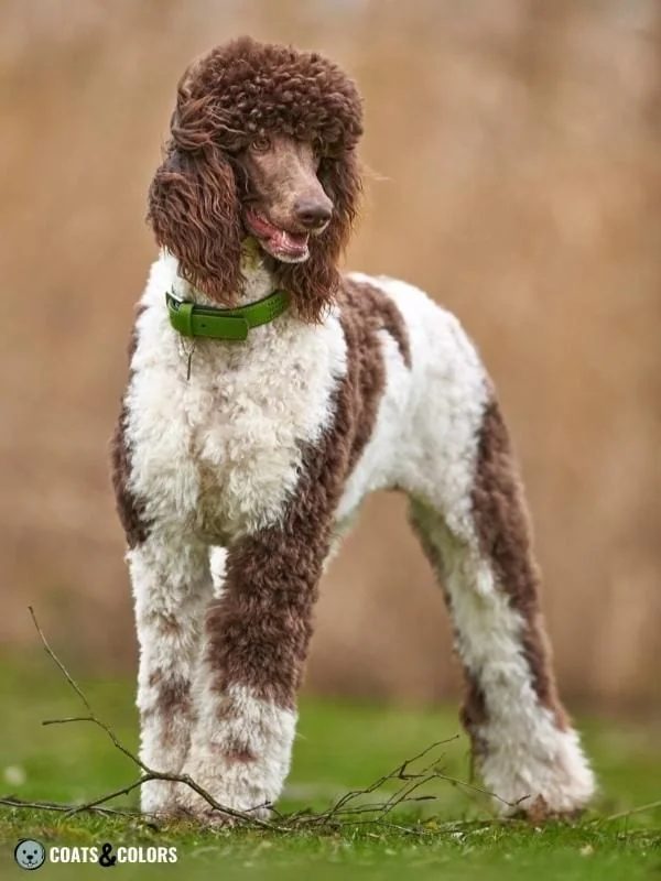 Piebald White Spotting Parti Poodle