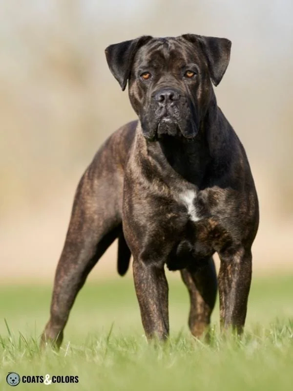 Piebald White Spotting Residual White Cane Corso