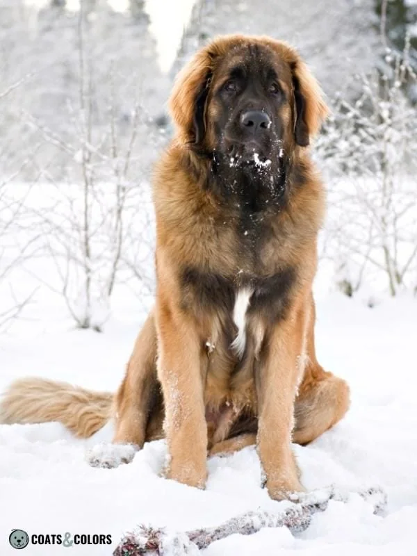 Piebald White Spotting Residual White Leonberger