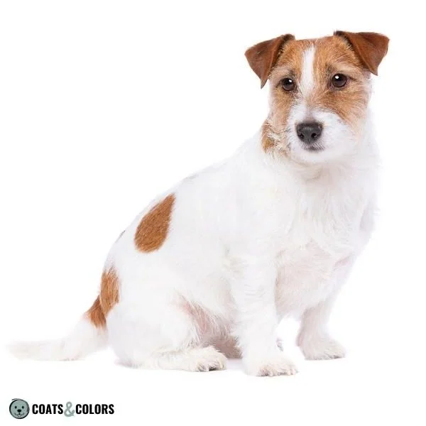 Piebald White Spotting Terrier