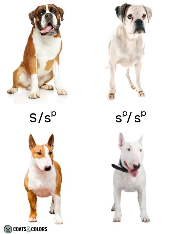 Piebald White Spotting breed specific spsp