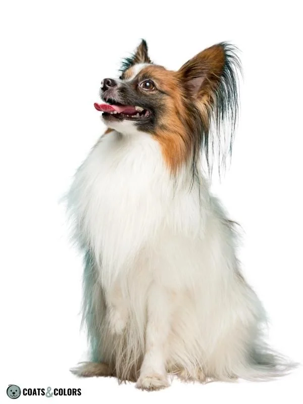Piebald White Spotting color headed white Papillon