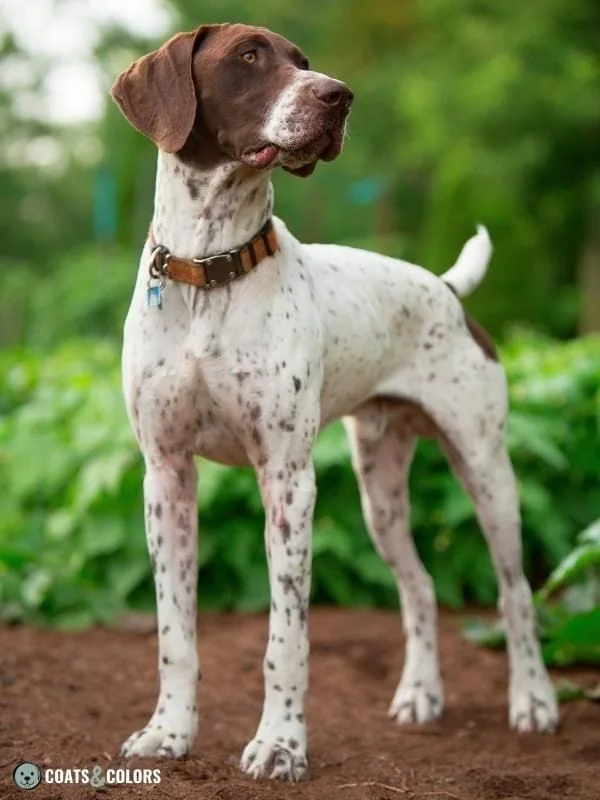 Piebald White Spotting color headed white Pointer
