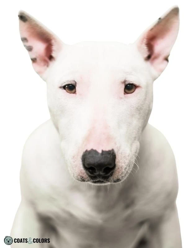 Piebald White Spotting extreme white Bull Terrier