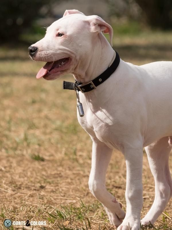 Piebald White Spotting extreme white Dogo Argentino