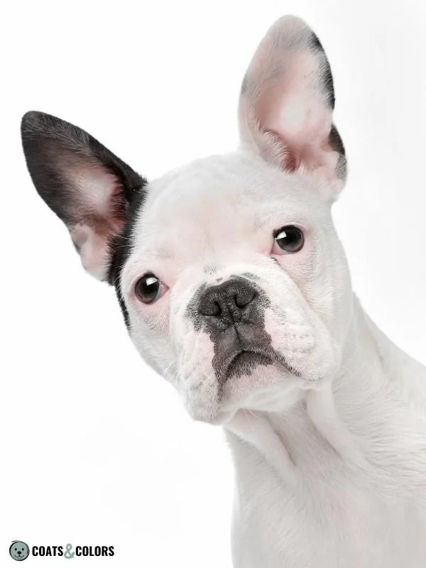 Piebald White Spotting extreme white French Bulldog