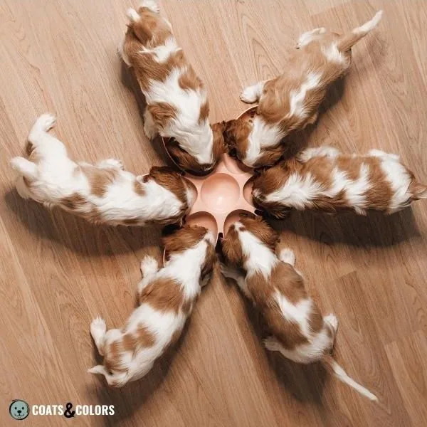 Piebald White Spotting randomness