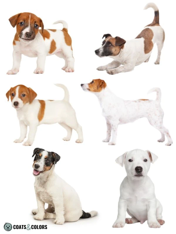 Piebald White Spotting terrier spotting