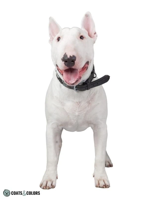 Piebald White Spotting white Bull Terrier