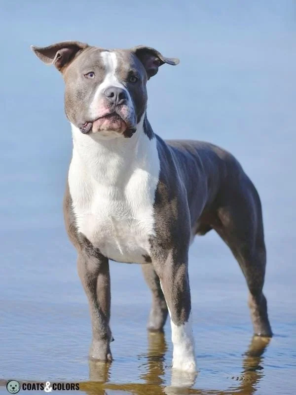 Piebald White Spotting white blue Pit Bull