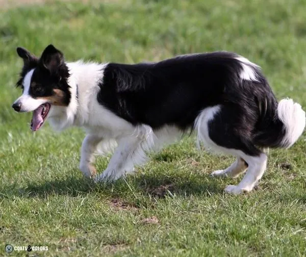 Piebald White Spotting whitefactored Border Collie