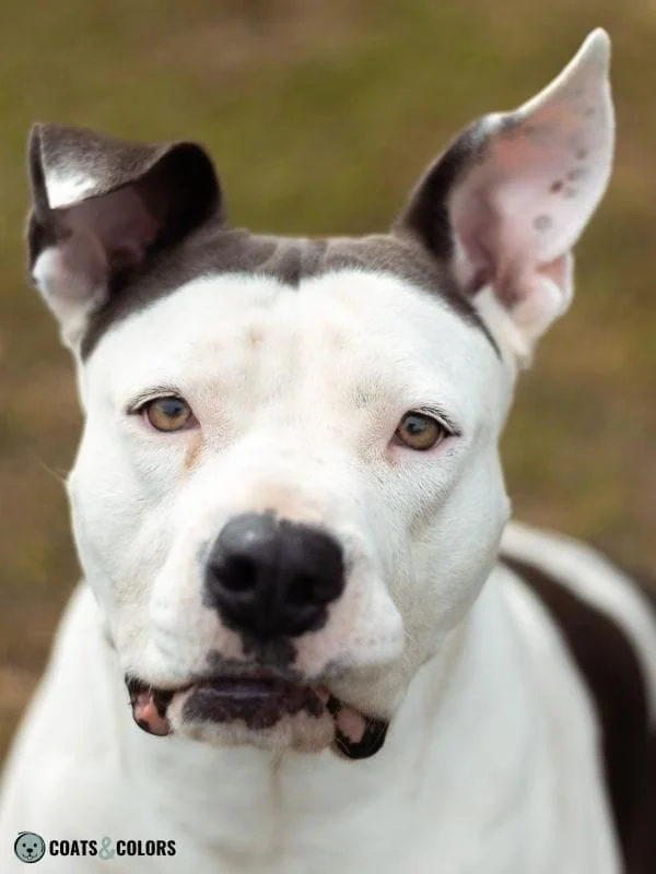 Piebald White Spotting whitehead example 1