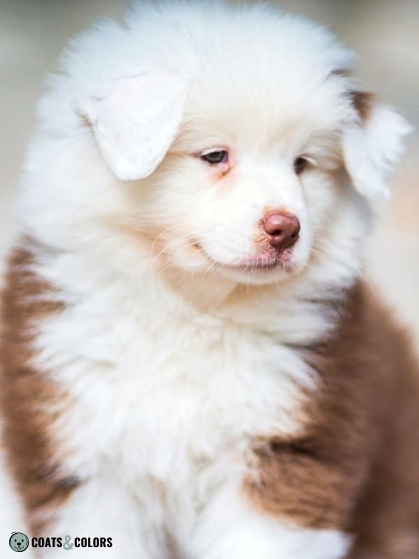 Piebald australian shepherd best sale