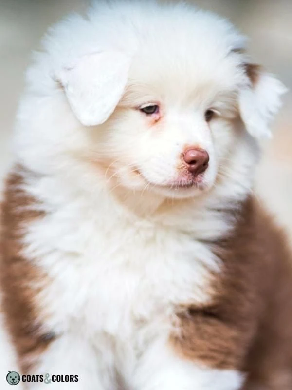 Piebald White Spotting whitehead example 2