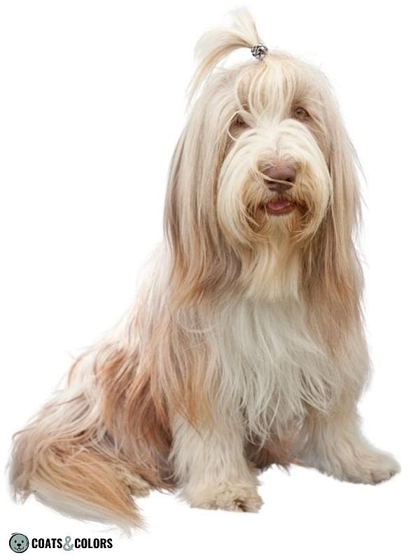 Progressive Greying Dogs Bearded Collie beige 1