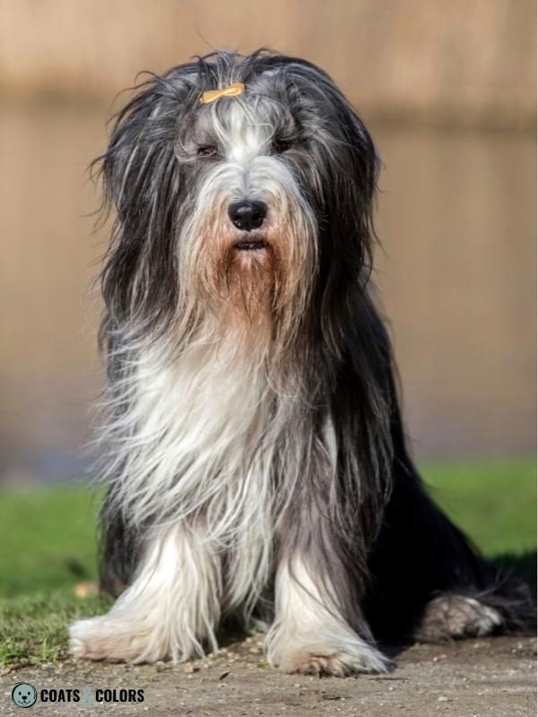 Progressive Greying Dogs Bearded Collie sit