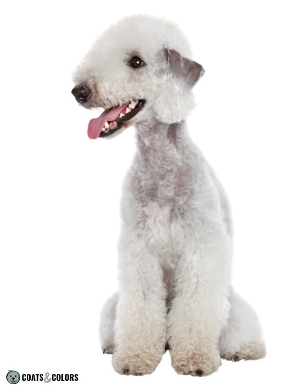 Progressive Greying Dogs Bedlington Terrier silver grey