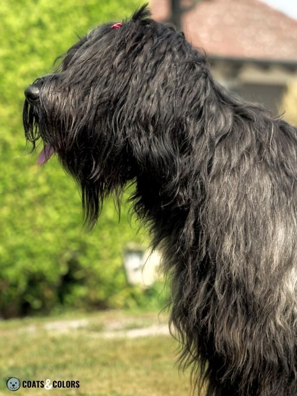 Progressive Greying Dogs Briard Mask