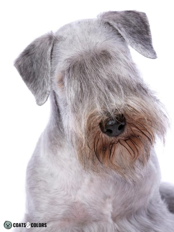 Dogs with hot sale grey hair