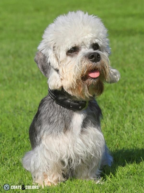 Progressive Greying Dogs Dandie Dinmont Terrier