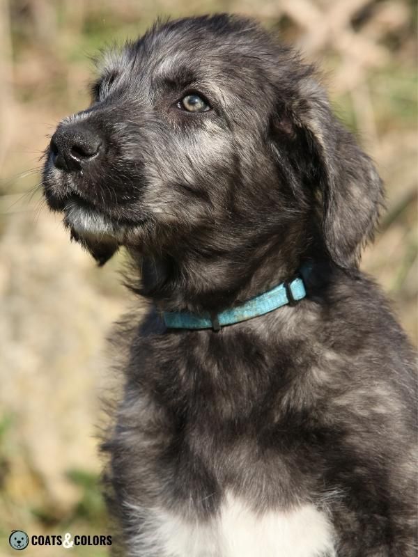Progressive Greying Dogs Irish Wolfhound Puppy