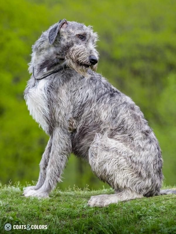 Progressive Greying Dogs Irish Wolfhound brindle greying