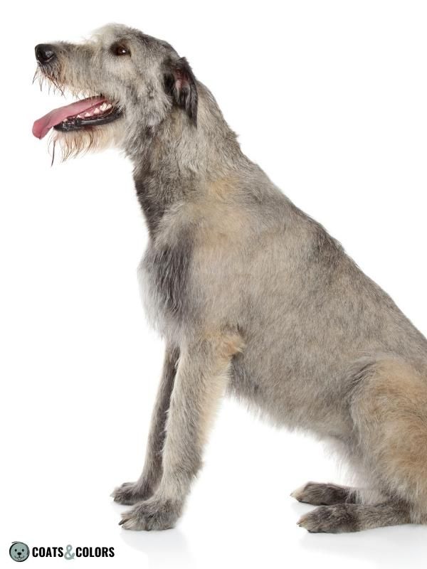 Progressive Greying Dogs Irish Wolfhound sable greying