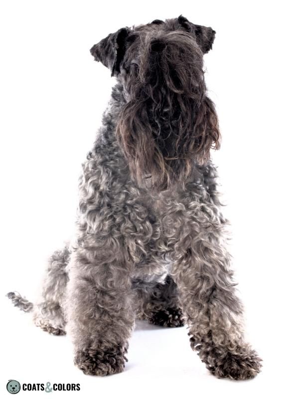 Progressive Greying Dogs Kerry Blue Terrier Mask