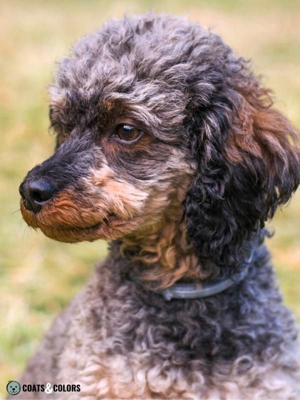 Progressive Greying Dogs Phantom Poodle