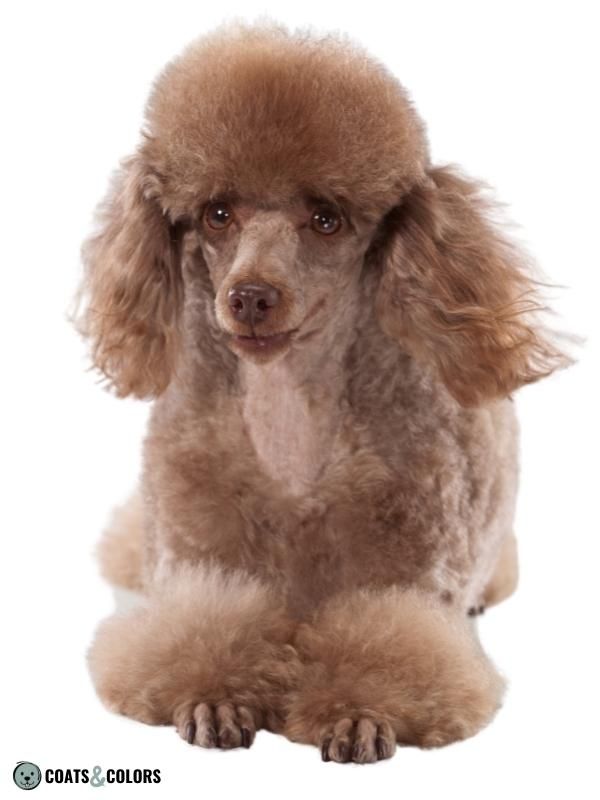 Progressive Greying Dogs Poodle beige