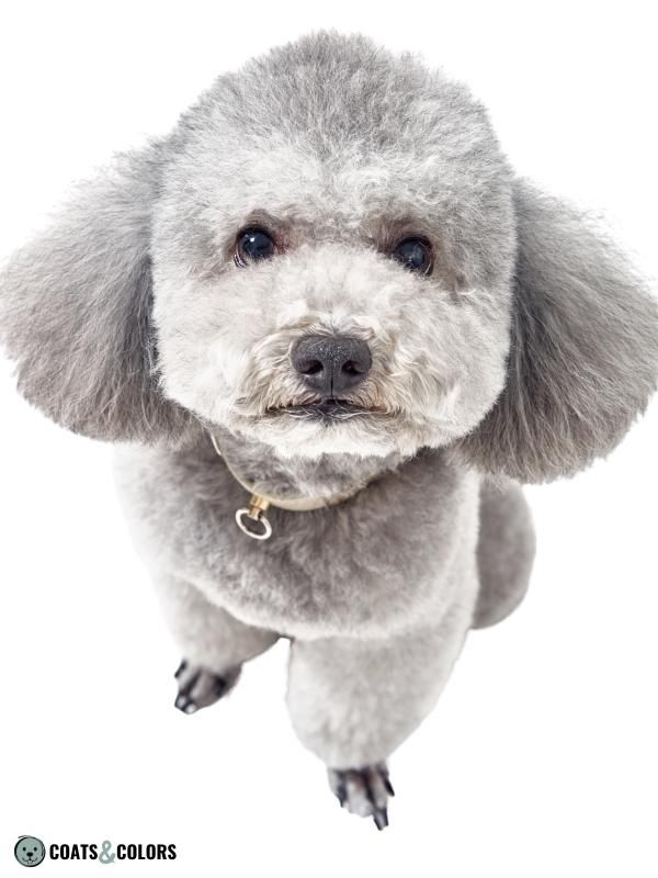 Progressive Greying Dogs Poodle grey