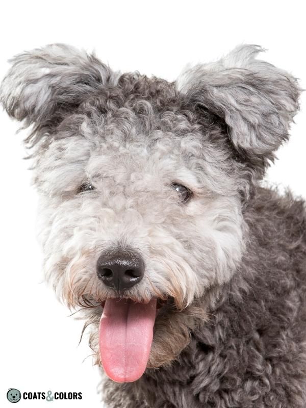 Progressive Greying Dogs Pumi