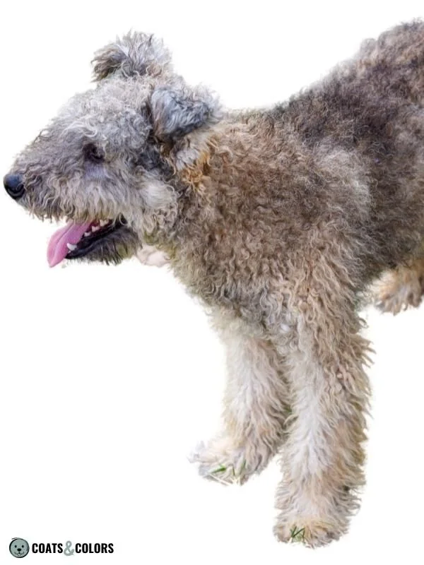 Progressive Greying Dogs Pumim Sable Greying