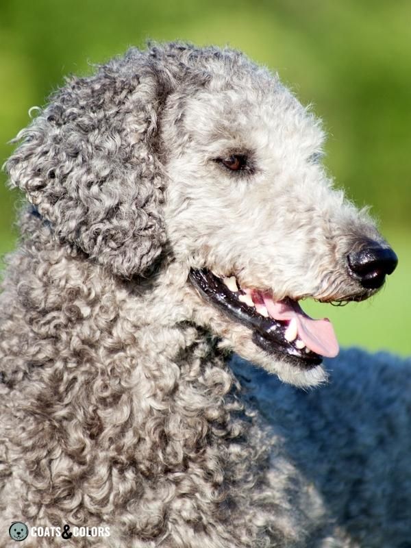 Progressive Greying Dogs Standard Poodle silver