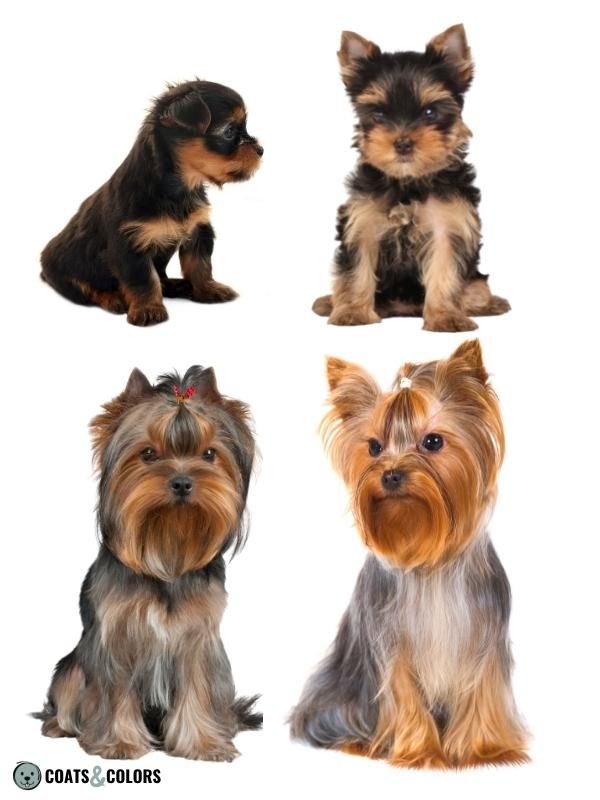 Progressive Greying Dogs Yorkshire Terrier progression